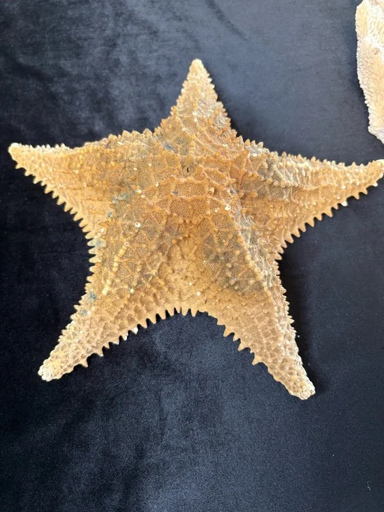 Collectible Natural Starfish and Coral Display - Golden and Cream - Picture 2 of 12